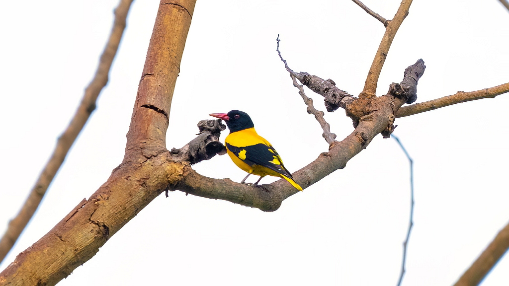 Black-hooded Oriole